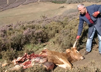 novilha morta por lobos