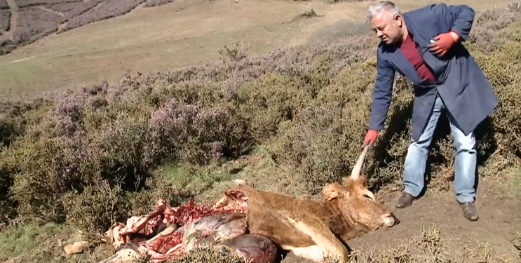 novilha morta por lobos