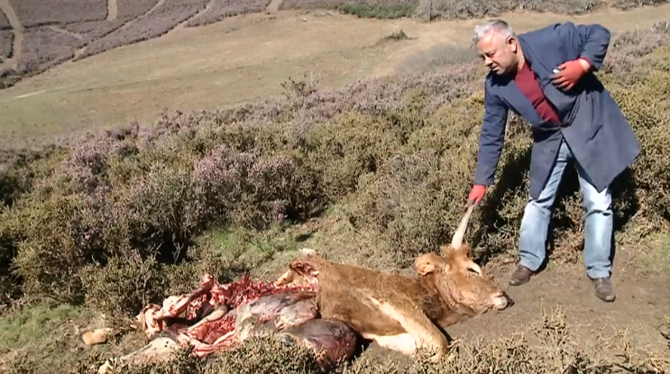 novilha morta por lobos