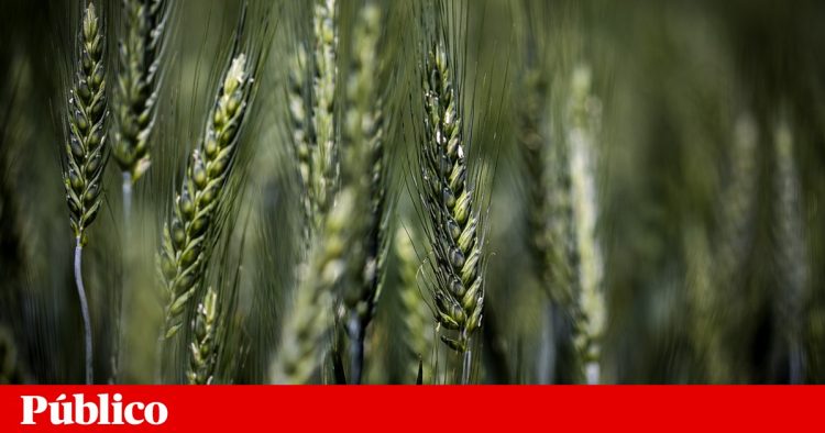 cereais