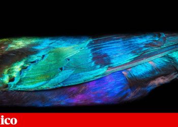 verde e azul