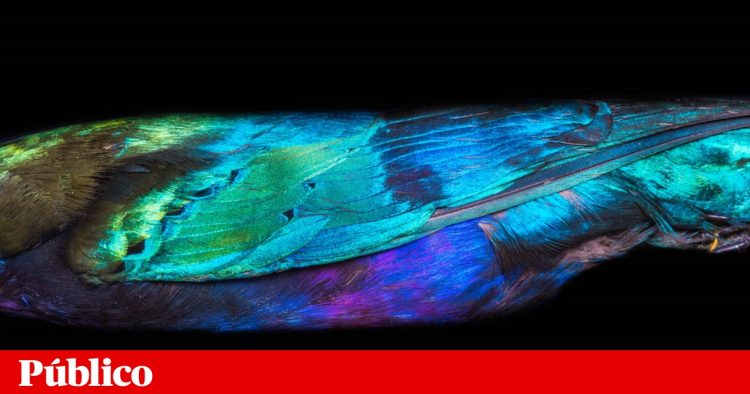 verde e azul