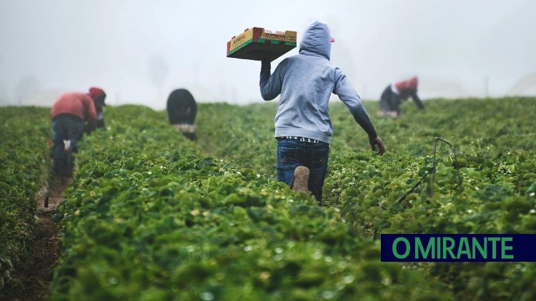 100 mil euros para projectos agrícolas em Abrantes, Constância e Sardoal