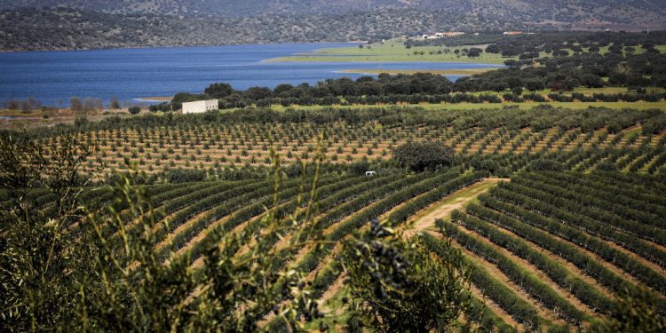 Alentejo é uma das regiões com maior relevância económica na agricultura!