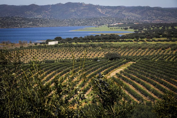 Alentejo é uma das regiões com maior relevância económica na agricultura!