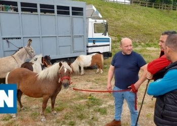 Animais voltaram a ser vendidos nas ruas de Fafe