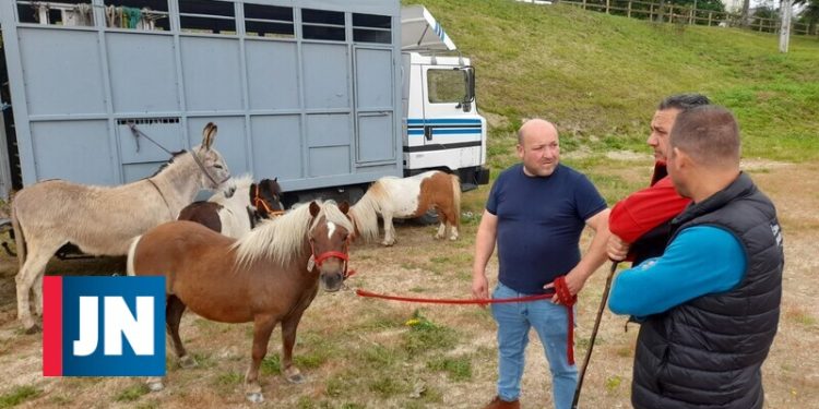 Animais voltaram a ser vendidos nas ruas de Fafe