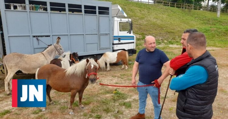 Animais voltaram a ser vendidos nas ruas de Fafe