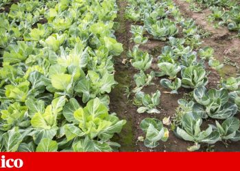 CNA acusa Ministério da Agricultura “de complicar vida dos agricultores na antecipação das ajudas da PAC”