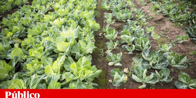 CNA acusa Ministério da Agricultura “de complicar vida dos agricultores na antecipação das ajudas da PAC”