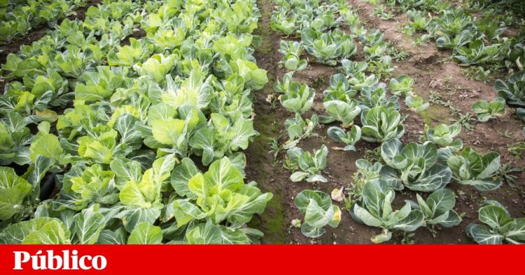 CNA acusa Ministério da Agricultura “de complicar vida dos agricultores na antecipação das ajudas da PAC”