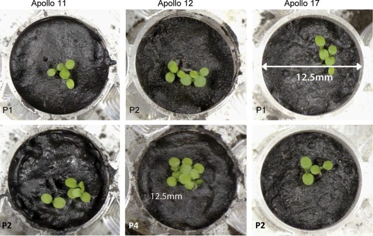 ultivar plantas em solo lunar