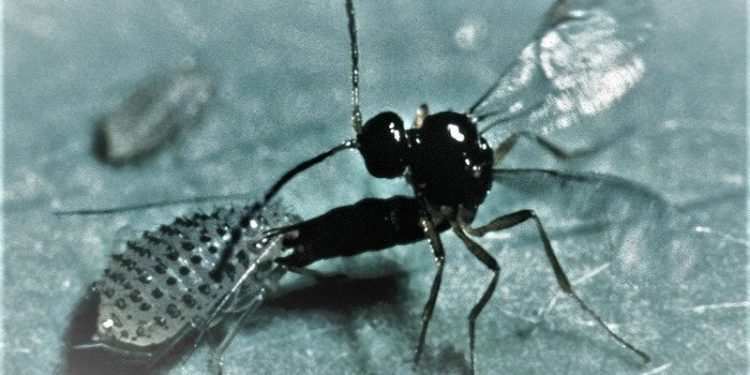 Condições climatéricas da Madeira propícias ao mosquito parasitoide