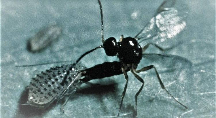 Condições climatéricas da Madeira propícias ao mosquito parasitoide