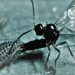 Condições climatéricas da Madeira propícias ao mosquito parasitoide