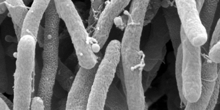 DGAV publica autorização excepcional para controlo de vectores da Xylella