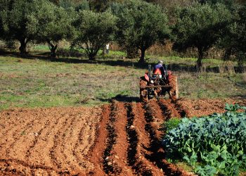 Deputados do PSD pedem ao Governo que cumpra promessas de ajuda a agricultores