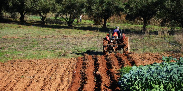 Deputados do PSD pedem ao Governo que cumpra promessas de ajuda a agricultores