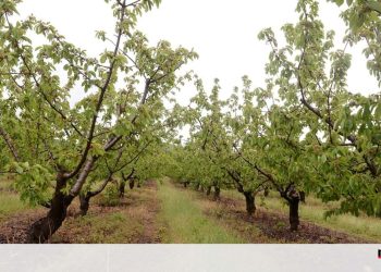 Duas fábricas espanholas de produção de cerveja vão instalar-se na Guarda