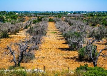 oliveira com Xylella fastidiosa