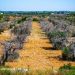 oliveira com Xylella fastidiosa