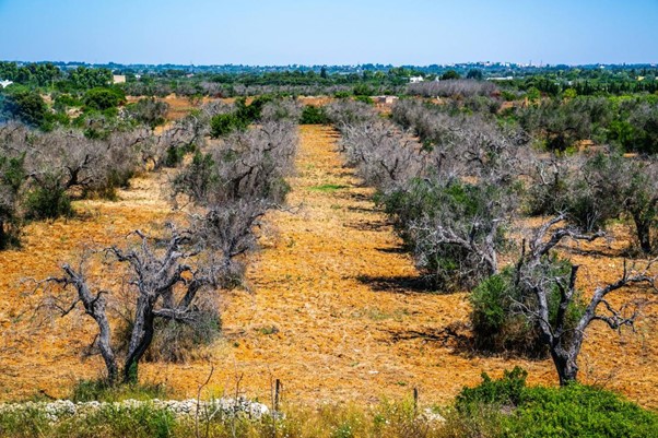 oliveira com Xylella fastidiosa