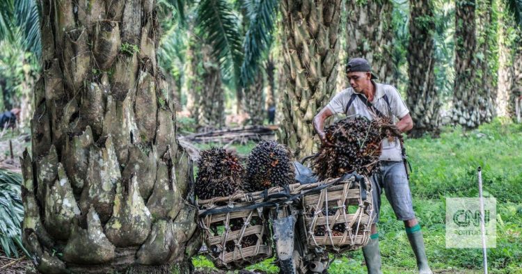 Óleo de palma está presente em muitas das suas compras. E os preços podem disparar por causa disto