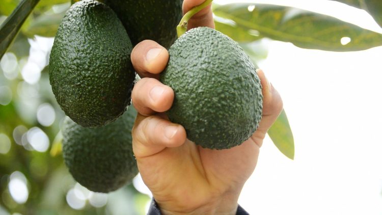 Plataforma Água Sustentável contra criação de “aproveitamento hidroagrícola de várias origens”