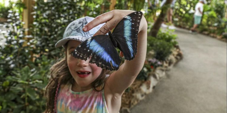 Primeiro borboletário do Algarve já junta mais de 50 espécies de todo o mundo