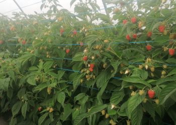 Produtores de frutos vermelhos temem impacto da guerra no setor