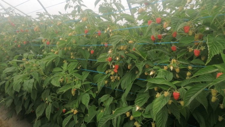 Produtores de frutos vermelhos temem impacto da guerra no setor