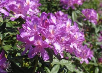 Rhododendron ponticum