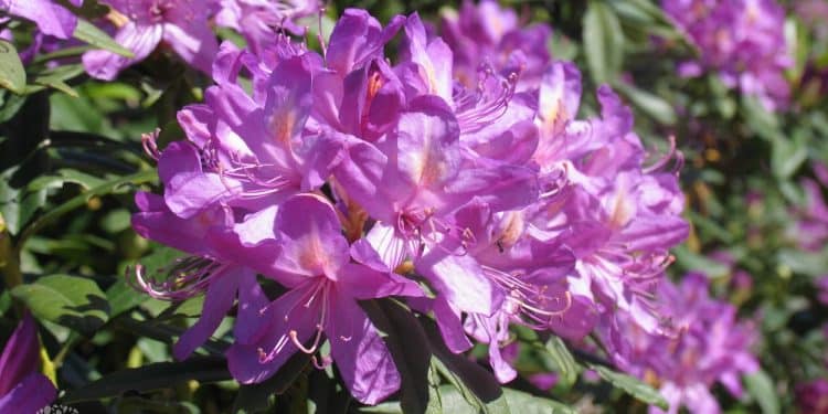 Rhododendron ponticum