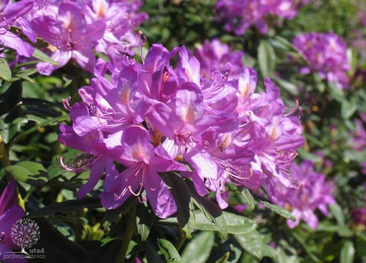 Rhododendron ponticum