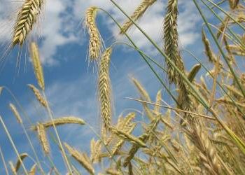 Rússia ameaça cortar o envio de cereais para o Ocidente