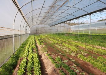 agus abre concurso para apoiar pequenos investimentos agrícolas