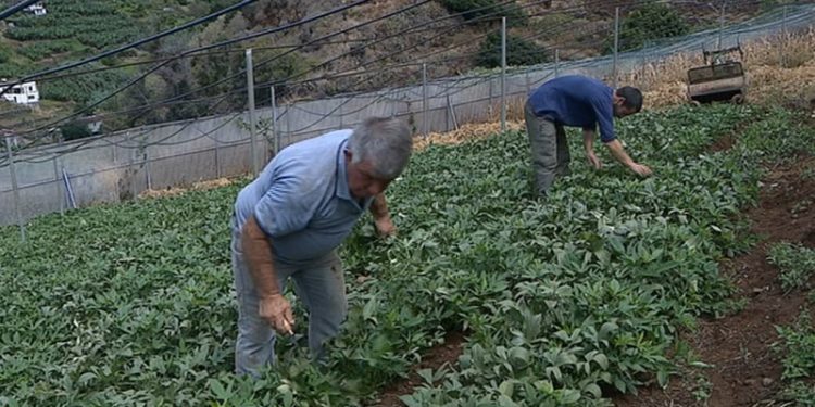 agricultura