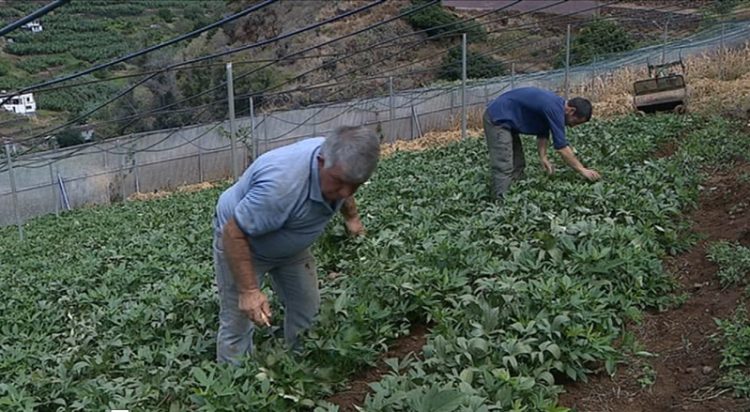 agricultura