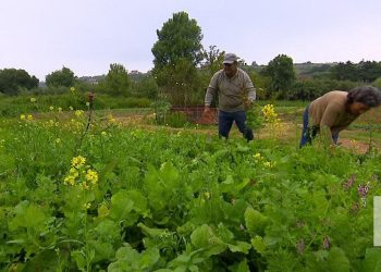 agricultura