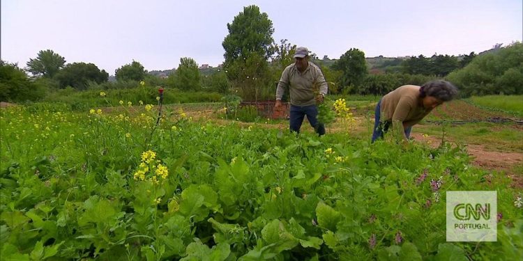 agricultura