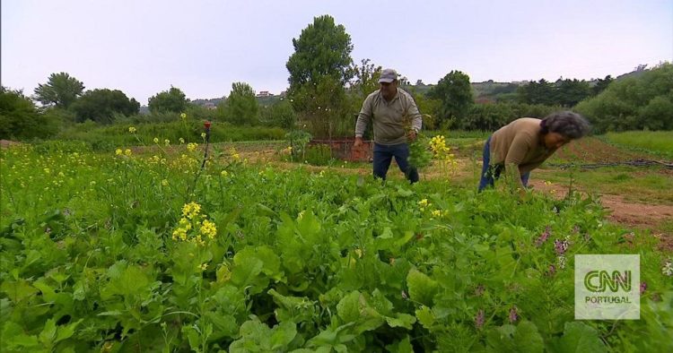 agricultura