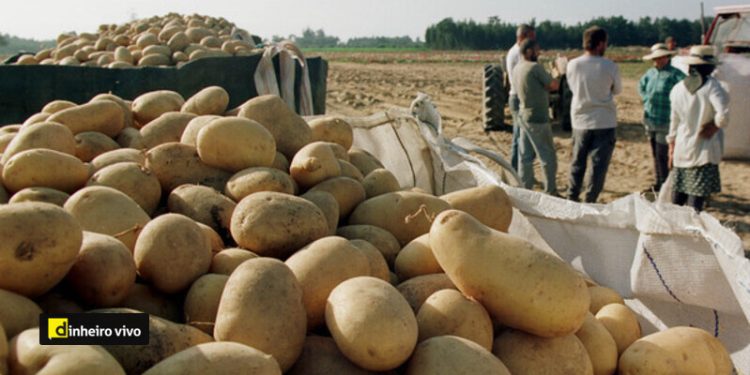 PRODUTORES DE BATATA NA APANHA - REGIAO DE ALMERIM.
FOTO: GERARDO SANTOS