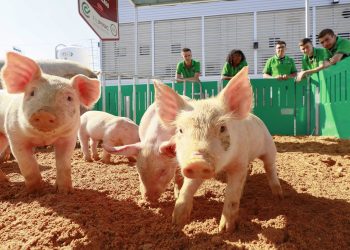 Feira do Porco