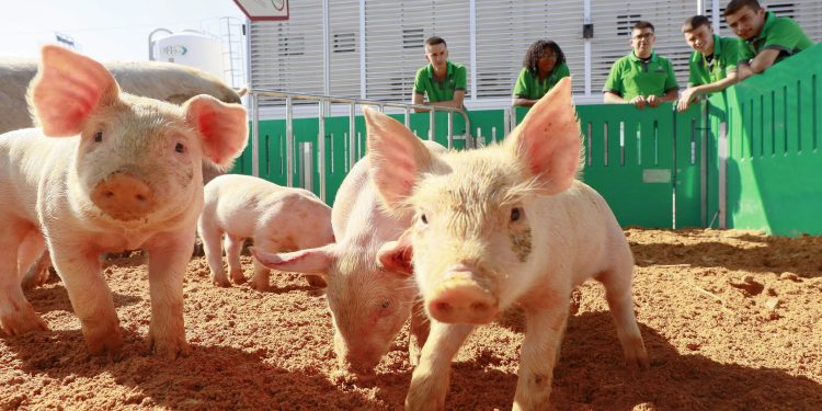 Feira do Porco