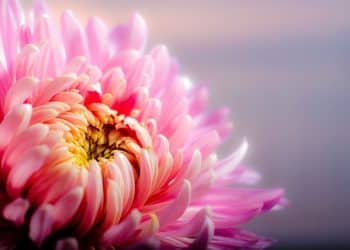 Chrysanthemum