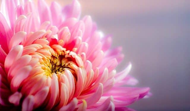 Chrysanthemum