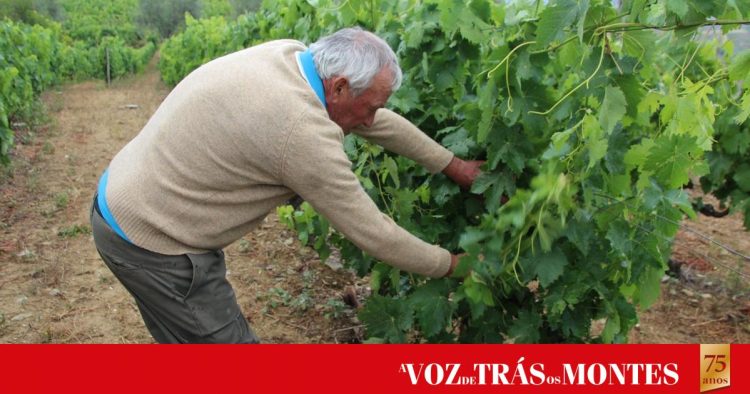 Granizo “destrói” vinhas em Castedo