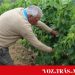 Granizo “destrói” vinhas em Castedo