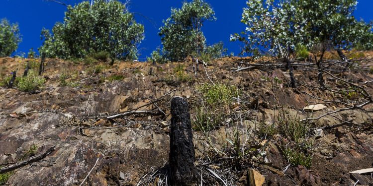 Ardeu, renasceu e “é uma bomba, pior do que em 2017”