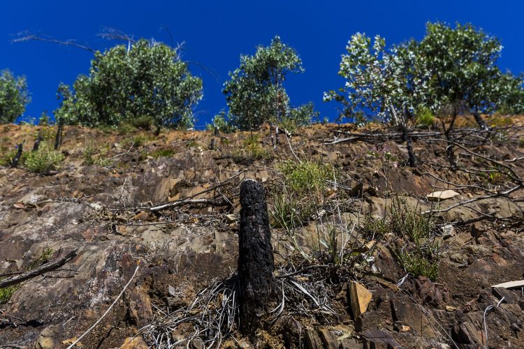 Ardeu, renasceu e “é uma bomba, pior do que em 2017”